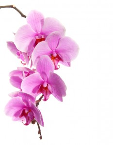Orchidea Radiant Orchid