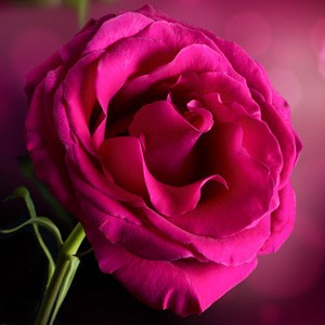 La rosa- bellezza eleganza e preziositá