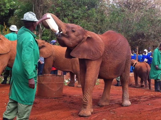 Elefanti in orfanotrofio Kenya