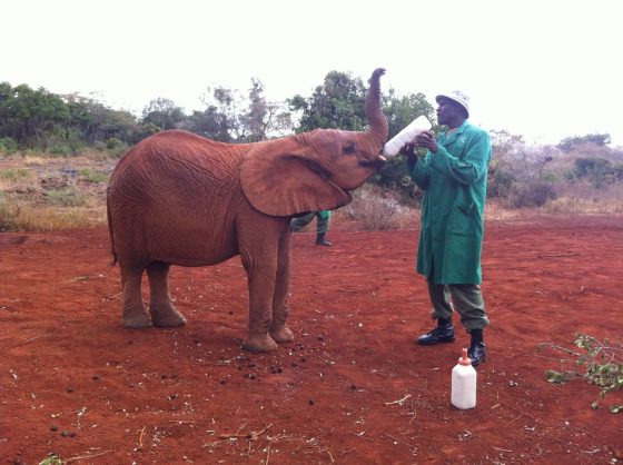 Un bebè di elefante in Kenya