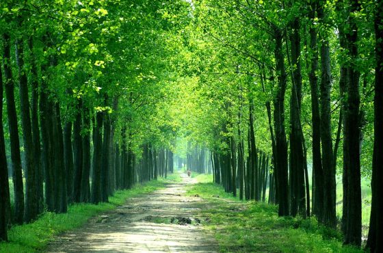 Greenway nel Devonshire